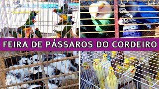 Feira de Pássaros e Gaiolas do Cordeiro 2 passaros criarpassaros feiralivre [upl. by Sinegra587]