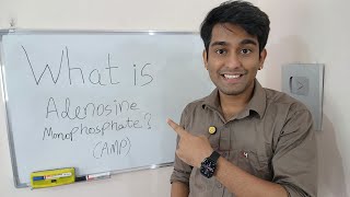 Learn What is Adenosine Monophosphate AMP   AMP  The Energy and Signal Messenger  in Biology [upl. by Arebma602]