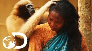 Adorable Ape Shares A Fascinating Relationship With Humans  Wild India [upl. by Pilihp]