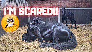 Whats wrong Im very scared Thats how it started with Queen👑Uniek  Friesian Horses [upl. by Abrahams]