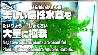 ハイタイプ水槽で陰性水草レイアウト！自家栽培のブセファランドラとアヌビアスを植栽しまくります／アクアリウム・水草水槽・60cm [upl. by Bride]