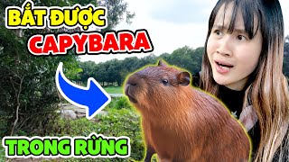 Bắt Được CAPYBARA Ngoài Đời Thật Trong Rừng  Vê Vê Channel [upl. by Torrell]