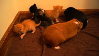 Tiny Kittens Meet Guinea Pigs [upl. by Laurice]