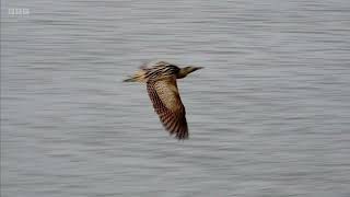 RSPB turning arable land into Lakenheath Fen wetland habitat BBC Look East Evening News 03072024 [upl. by Cramer672]