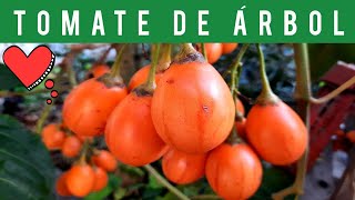 ⚪BENEFICIOS del TOMATE de ÁRBOL CHILTO TOMATE de PALO o TAMARILLO TREE TOMATO BENEFITS🍅❤️ 2021 [upl. by Eronaele]