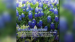 8 things to know about Texas bluebonnets [upl. by Hannazus585]