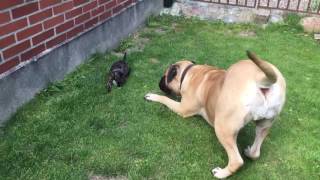 Bullmastiff playing with Frengle puppy [upl. by Siravart]