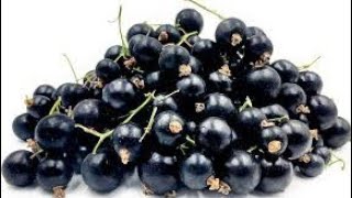 The Health Benefits of Blackcurrants Why You Should Include Them in Your Diet [upl. by Eiruam157]