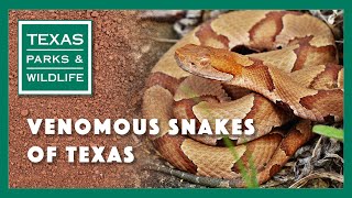 Venomous Snakes of Texas [upl. by Granese804]