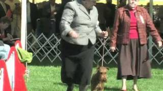 The 2010 Irish Terrier National Specialty [upl. by Orfinger34]