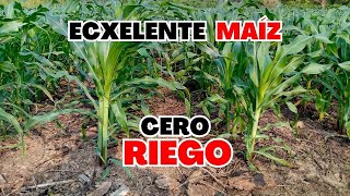 15 ToneladasHa CULTIVO de MAÍZ en V6  Maíz En sistema secano [upl. by Anahcar]