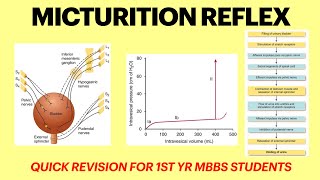 Micturition reflex  Renal physiology  Cystometrogram physiology  MBBS 1st yr physiology lecture [upl. by Good410]