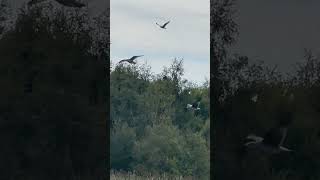 Juvenile Grey Heron Lands On Tree birds avian nature [upl. by Orat428]