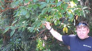 Plant Speed Dating  Pacific Madrone Arbutus menziesii [upl. by Suhsoj]