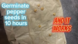 Germinate pepper seeds in 10 hours Full version reupload [upl. by Ofori]