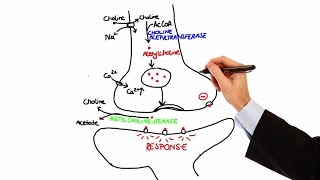 Pharmacology  CHOLINERGIC DRUGS MADE EASY [upl. by Aan]