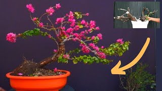 Easiest Way to Make Bougainvillea Bonsai With Update [upl. by Pathe]