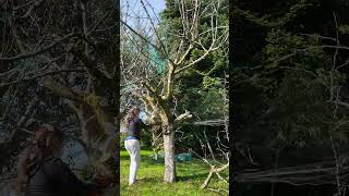 Cutting cherry tree [upl. by Corey]