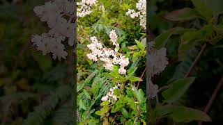 🌿BUKHARA FLEECE FLOWER🌿fallopia baldschuanica [upl. by Danielle]