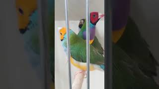 Amazing Gouldian Finch Bird shortsviral shortsvideo [upl. by Sakiv449]