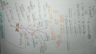 Brachial Artery and Its Branches  Upper Limb Anatomy [upl. by Sulienroc]