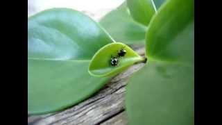 SMALL BEETLES  PEPEROMIA  My garden [upl. by Elok981]