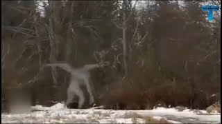 Top 10 Mysterious amp Strange Creatures Caught On Camera [upl. by Kimbra197]