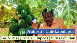 Papaya Cultivation Success Story  Recovery after Virus Infection and yeild Story [upl. by Airotel130]