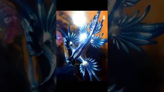 Fakta Menarik Glaucus Atlanticus Si Blue Dragon siput laut  FaktaMenariksiputlautbluedragon [upl. by Airdnat740]