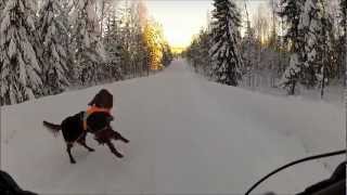 Very happy Irish Setter doing front flips [upl. by Adnaw]