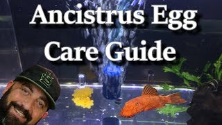 Ancistrus Bristlenose Pleco Egg Care [upl. by Malinde847]