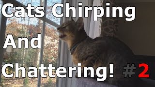 Cats Chirping And Chattering 2  CAT COMPILATION [upl. by Gabby310]