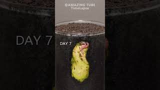 Growing Mango Tree from seed plants timelapse mango [upl. by Neelyk]