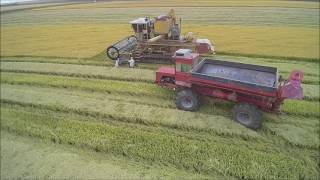 Hardy 2016 California Organic Rice Harvest [upl. by Gerfen]