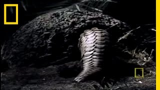 What in the World is a Pangolin  National Geographic [upl. by Rosemaria]