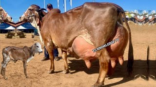 World Highest Milking Gyr Cows Breed now in Pakistan [upl. by Atsahs331]