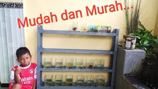 Membuat Rak Ikan Cupang Mudah dan Murah [upl. by Aifas97]