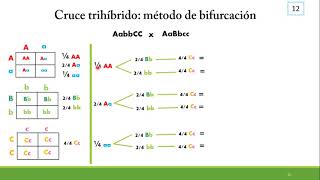 Cruce trihíbrido método de bifurcación Genética [upl. by Nilyarg]