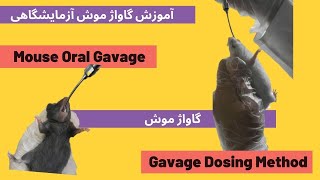 Mouse oral gavage dosing technique  تکنیک گاواژ در موش [upl. by Bronny]