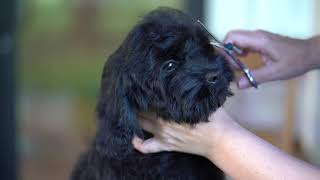 Cockapoo Puppy First Groom and Ducklings [upl. by Atterys]