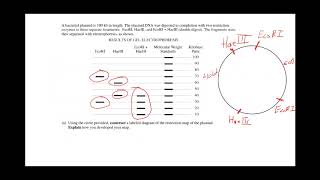 AP Biology Plasmids and Restriction Mapping [upl. by Carlene]