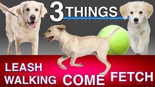 Training 3 Things Come When Called Leash Walking and Fetch [upl. by Akimet]