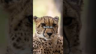 JawDropping Facts About Cheetahs You Wont Believe [upl. by Sexela]