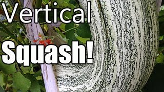 Grow Large Winter Squash Vertically on Trellises Butternut Acorn Cushaw [upl. by Oab822]