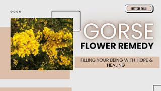 GORSE  FLOWER REMEDY  FILLING YOUR BEING WITH HOPE amp HEALING flowers thebrainliest [upl. by Diego]