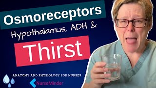 Osmoreceptors the Hypothalamus ADH and Thirst Mechanism [upl. by Aitat]