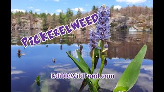 Pickerelweed An Edible Aquatic Plant [upl. by Arten]