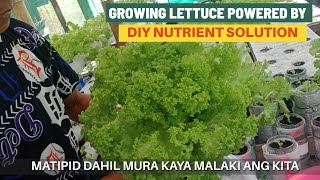 Growing Lettuce Powered by DIY Nutrient Solution  DIY Hydroponic Farming System  Tagalog [upl. by Halilahk]