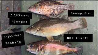 SWANAGE PIER With My Two Younger Brothers 60 Fish Caught amp 7 Different Species [upl. by Nepsa]