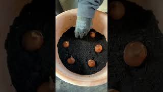 Planting Tulip Bulbs in Pots for Spring Colour [upl. by Mahala]